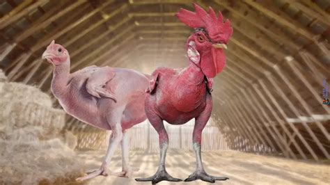 featherless chicken breed|10 Things You Need To Know About Featherless Chickens